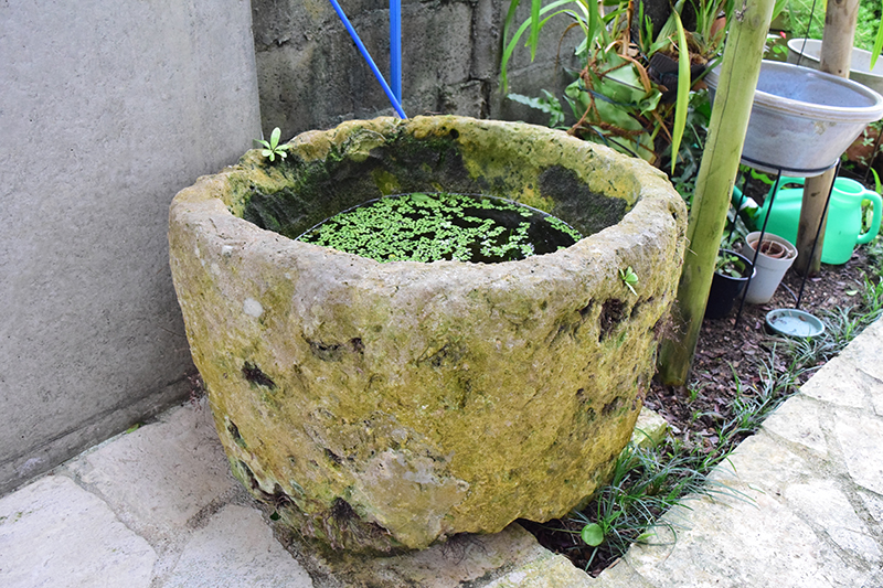 水鉢。かつてはイモを洗うなどして使っていたものを再利用した。今はグッピーが泳いでいる