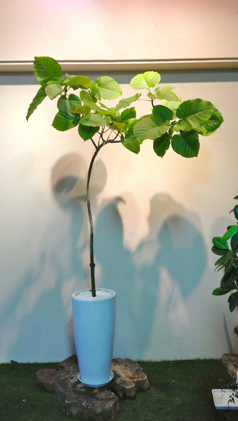 人気モノ フィカスウンベラータ 植物と器で楽しむ Interior Green タイムス住宅新聞社ウェブマガジン