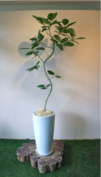 人気が高い フィカス ベンガレンシス 植物と器で楽しむ Interior Green タイムス住宅新聞社ウェブマガジン