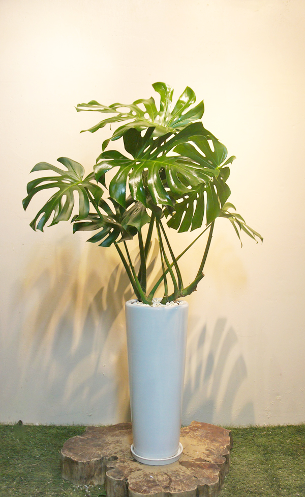万人に人気のある モンステラ 植物と器で楽しむ Interior Green タイムス住宅新聞社ウェブマガジン