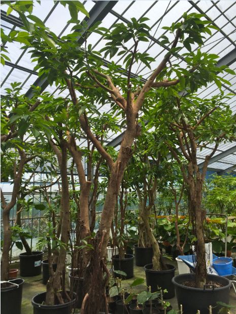大型が美しい フィカス アムステルダム 植物と器で楽しむ Interior Green タイムス住宅新聞社ウェブマガジン