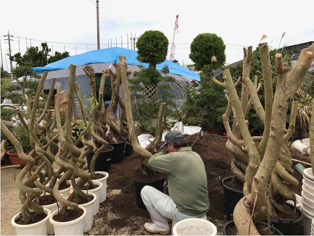 沖縄の観葉植物事情 植物と器で楽しむ Interior Green タイムス住宅新聞社ウェブマガジン