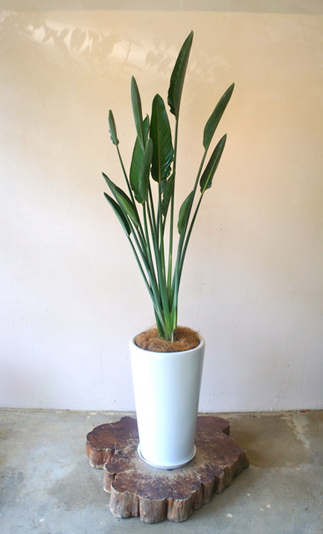 メジャーな品種 ストレリチア 植物と器で楽しむ Interior Green タイムス住宅新聞社ウェブマガジン