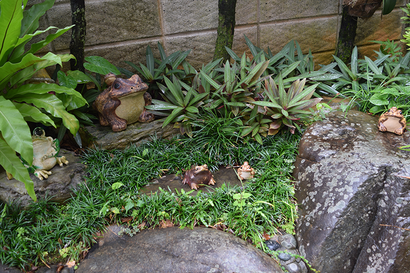 金城さんはカエルの置き物を収集しており、庭にもたくさんのカエルがいた。裏庭にもたくさんのカエルがいる。金城さん宅の裏庭は2015年8月7日発行号の当コーナーに登場した。