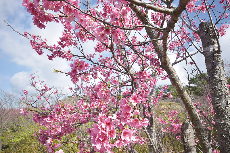 名護城公園のヒカンザクラ。満開の木もチラホラあった。同公園は「２月中旬あたりまで、花が楽しめると思う」と比嘉さん（１月２７日撮影）