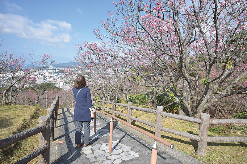 1月27日の名護城公園。７～８分咲きの木が多かった。２月中旬ごろまでは花見が楽しめそうだ