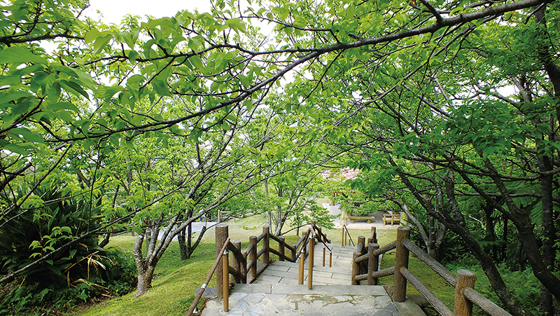 １月末の名護城公園のサクラと（下）、新緑のころ（上）。同じ場所だが、景色が全然違う。３月～５月になると葉が生い茂り、視界いっぱいに緑が広がる