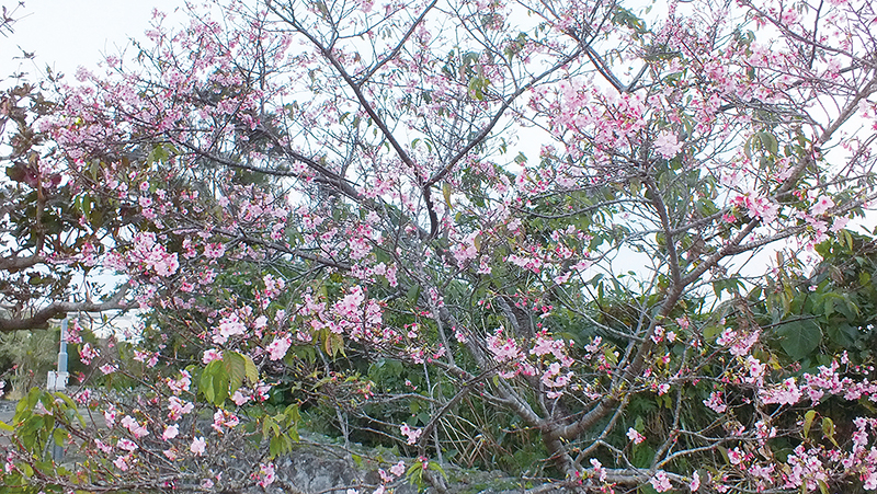 琉大・風樹館前のオオシマザクラの交配種。通常、オオシマザクラの花は白いが、この花はピンク色のためヒカンザクラとの交配種と思われる（写真は２０１５年２月撮影）
