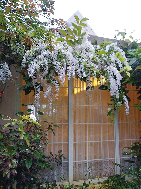 ぺトレア 花さんごのイメージフラワー。ガーデンには写真の白と、青が生育する