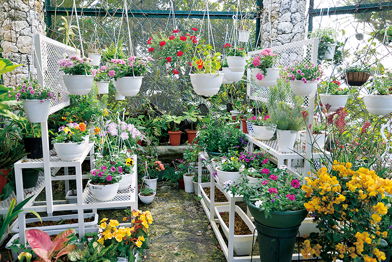 ハンギング鉢 バコバやインパチェンスなど春の花のハンギング（つり下げ）鉢も随所に飾られている