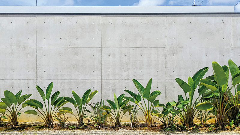 一様なコンクリート壁面が無地のキャンバスのようになって、その前面にある植栽が際立っている