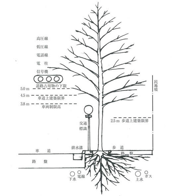 日本での道路と植樹升と樹木の関係図。樹木の高さ制限寸法