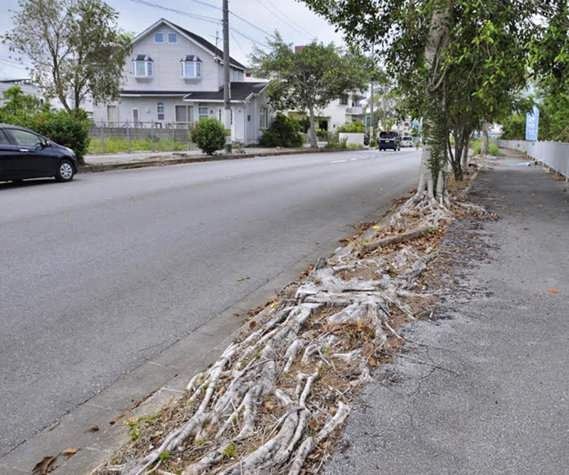 上写真のフィカスハワイは根と幹が大きくなり過ぎ、最近伐採されつつある
