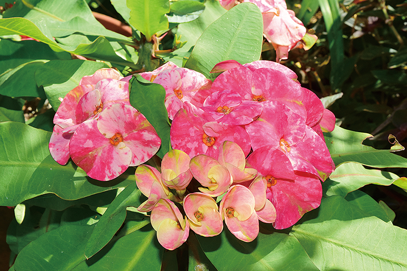 栄野比さんがこれまでに収集してきたハナキリンの一部。それぞれ花の色や柄が異なる