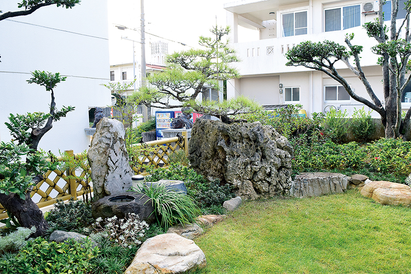 琉球石灰岩に根付いたマツは誉史さんのお気に入り。その隣のつくばいや、後ろにある背の低い金閣寺垣ともよくマッチしている