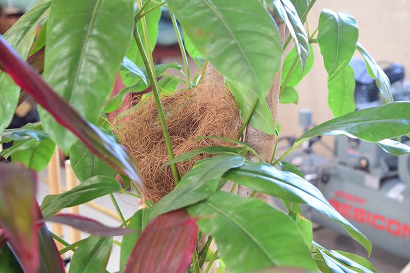 木の間にはヤシ殻繊維で作った鳥の巣を配置。生き物の気配を感じられる