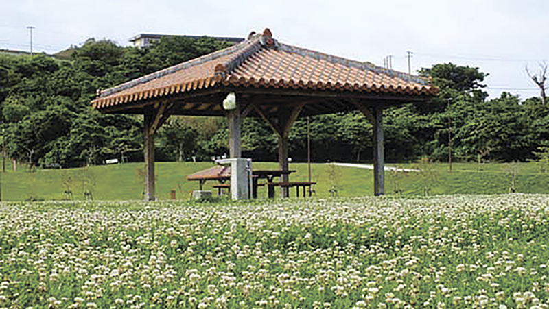 中城公園に群生するシロツメクサ。４月～６月ごろは特に花いっぱい