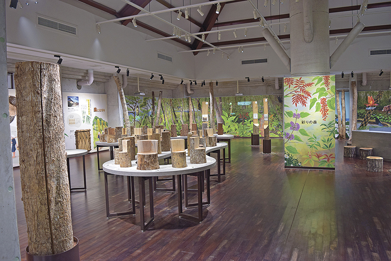 森林の仕組みや役割について学べる「森のふしぎ館」。本物の木が３０点以上展示されている