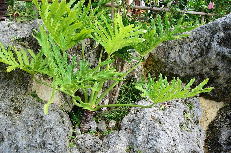 石積みの隙間に設けられた植栽マス。細かい部分から植物が育つことで、より自然の姿に見える