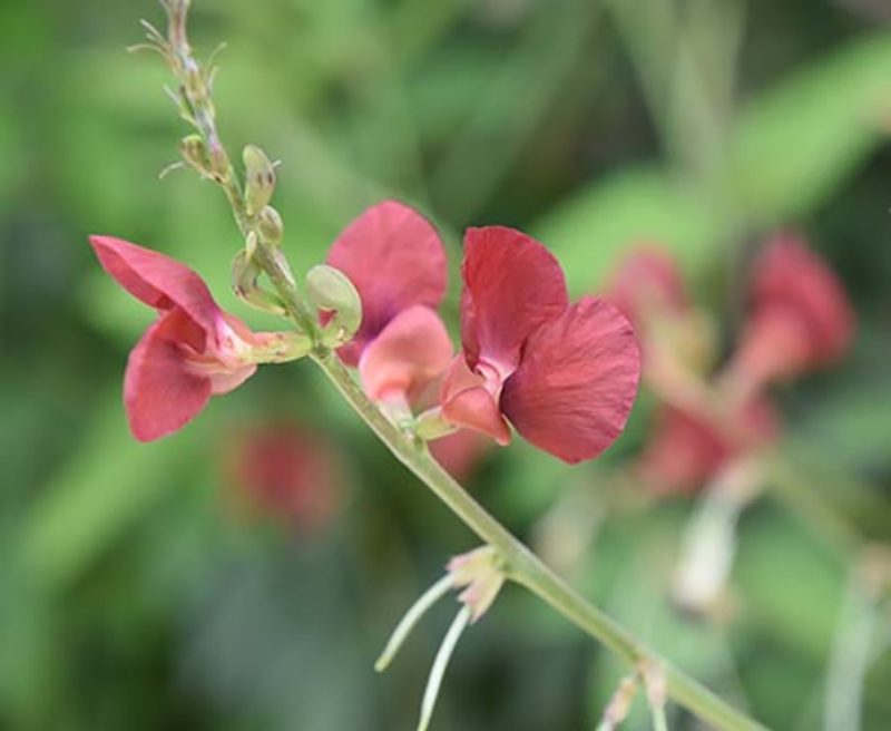 ナンバンアカバナアズキは、その名の通り赤い花を咲かせる