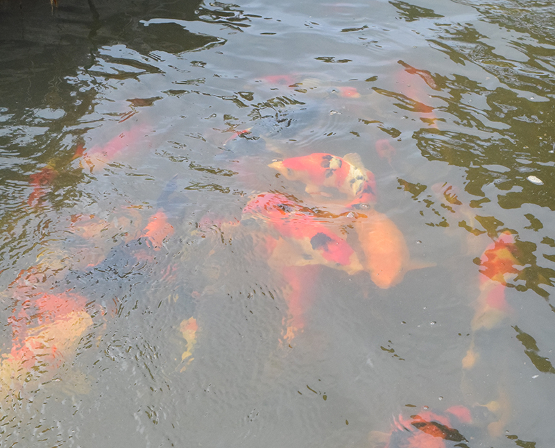 池で泳ぐたくさんのニシキゴイ。赤や白などのさまざまな色が、石組みに彩りを添えている