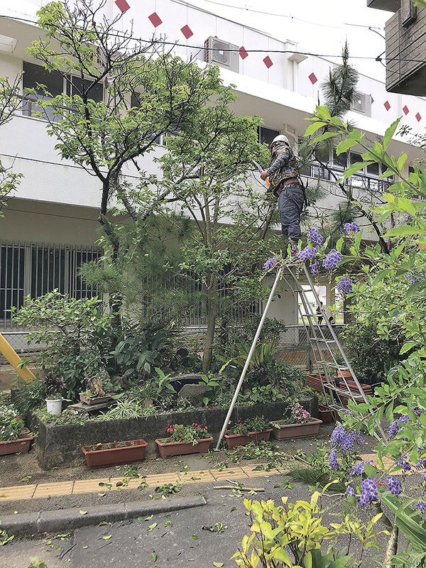 県緑化種苗協同組合青年部「緑青会」｜那覇市内施設で剪定ボランティア